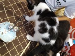 -万小咖.猫咖(中山路天虹店)