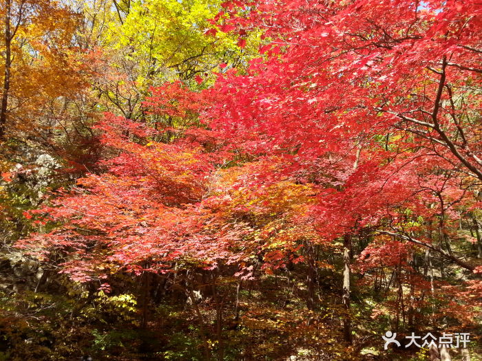 關門山森林公園楓葉圖片 - 第1701張