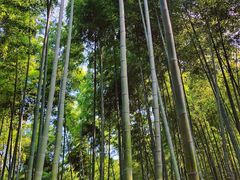 景点-天目湖山水园