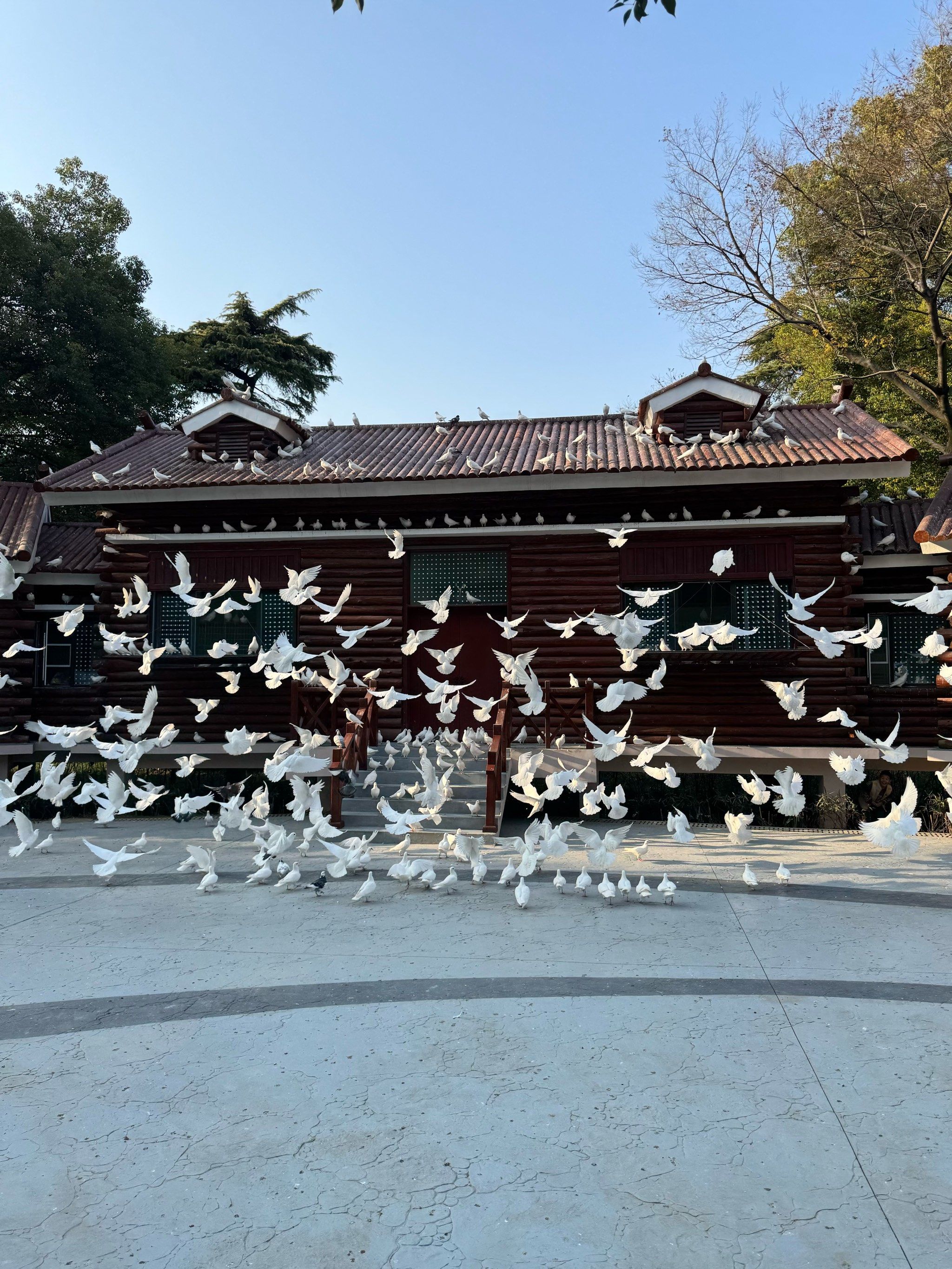 解放公园鸽子回归啦