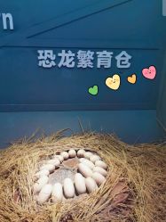 -恐龙探索乐园(磁器口店)