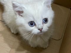 -宠颐生宠物医院外科·内科·皮肤科·影像科(石龙店)
