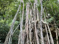 -中国科学院西双版纳热带植物园