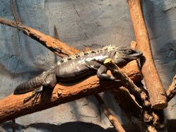 -Zoolung Zoolung动物主题公园(海信广场店)