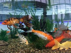 -瑞普利水族馆
