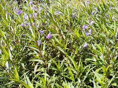 -昆山城市生态森林公园