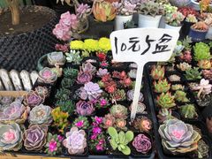 -平吉花卉市场