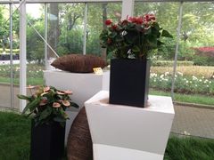 iphone_upload_pic-上海鲜花港