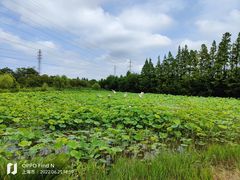 -上海长兴岛郊野公园