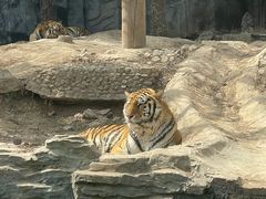 -五龙山野生动物王国