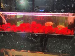 -大自然花鸟鱼虫市场