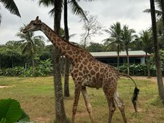 -海南热带野生动植物园