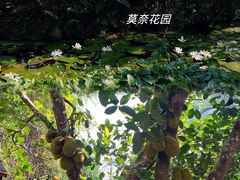 -中国科学院西双版纳热带植物园