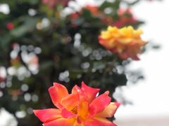 -香蜜公园