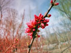 -大兴滨河森林公园