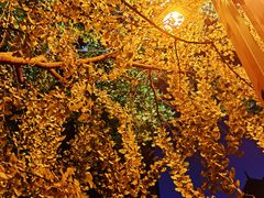 -四川大学(华西校区)