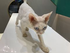 -飞行喵MR PILOT|猫舍·猫咖(静安大融城店)