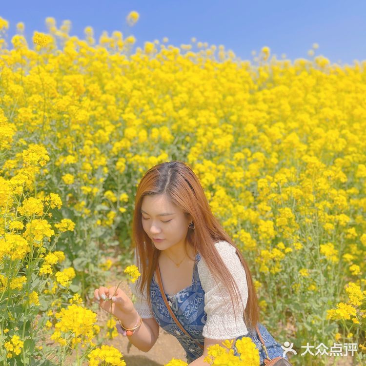 在天津也有【故事里的小黄花🌼】人少景美不要票！