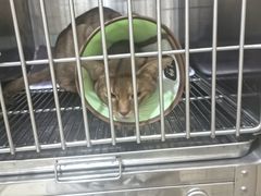 -米苏动物医院·犬猫专科·骨科外科内窥镜