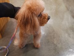 -PETKIT 小佩宠物·低压洗护·美容·寄养(安远店)