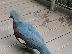 -新加坡飞禽公园