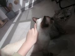 -Heymao猫咖.咖啡厅(东门店)