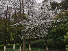 -八卦田遗址公园