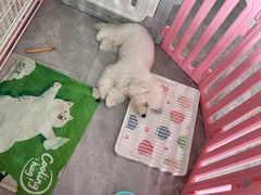 -翊宠yipet猫狗购宠庄园犬舍•猫舍