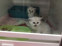 -瑞派·关忠动物医院·异宠专科·犬猫肿瘤·皮肤专科(望京店)