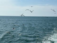 -海驴岛(荣成市)