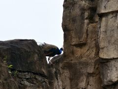 -海南热带野生动植物园