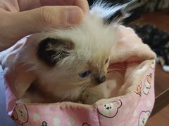 -楼上猫咖(罗湖店)