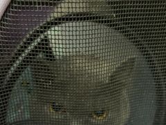 -乐琪宠物医院·犬猫专科·骨外科·急重症