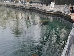 -趵突泉景区