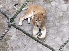 -西霞口神雕山野生动物世界