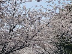 -高东镇樱花园