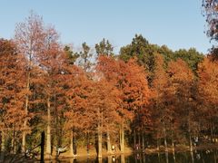 -青龙山国家森林公园