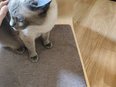 -滚猫咖啡·猫咖·猫友好撸猫(未来城店)