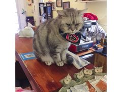 -猫色咖啡·猫咖