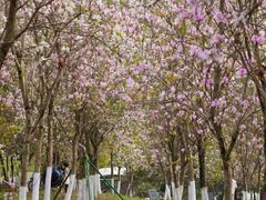 -番禺大夫山森林公园