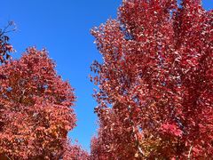 -北京西山国家森林公园