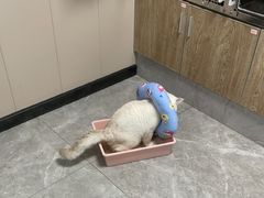 -半岛宠物医院24小时·内窥镜·牙科·碎石中心(府城大道店)
