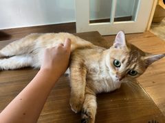 -楼上猫咖(罗湖店)