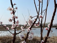 -南大港湿地风景区