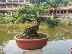 -深圳仙湖植物园