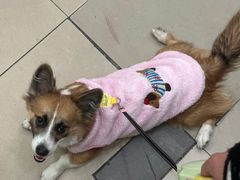 -瑞鹏宠物医院·骨科·猫科·内科(第一中心)