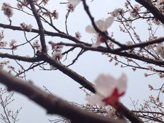 -香雪海