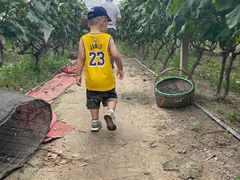 -马陆小张葡萄园农家乐