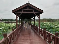 景点-荷塘月色湿地公园·向阳花洲
