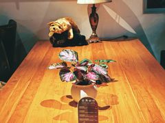 -欧典咖啡屋(台东店)